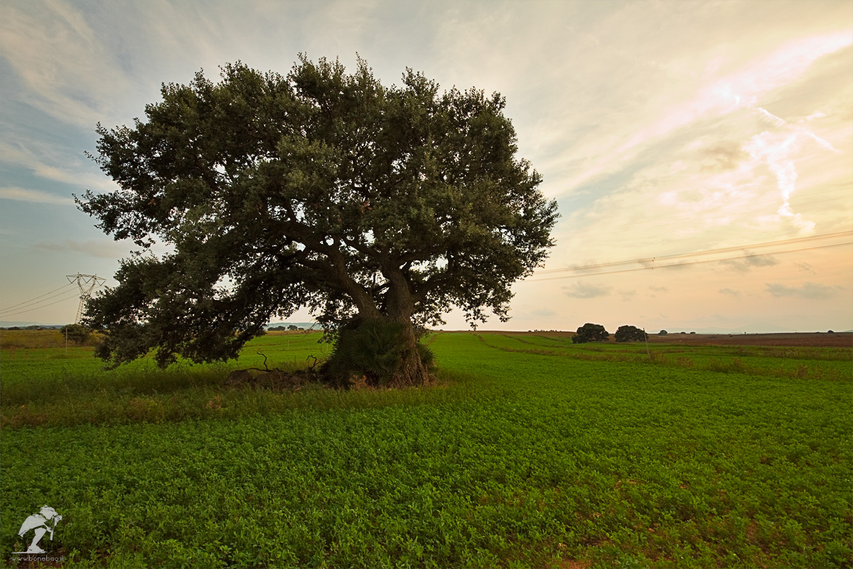 ilex
